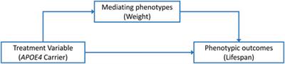 How are APOE4, changes in body weight, and longevity related? Insights from a causal mediation analysis
